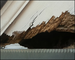 Squirrel damage in Oakton VA