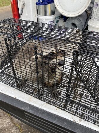 A raccoon caught in one of our traps