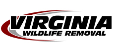 Oakton Wildlife Removal